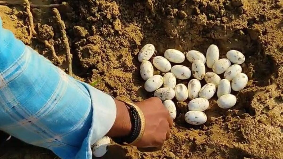स्कूल में सांपों के साथ मिले अंडे. (Photo: ITG)