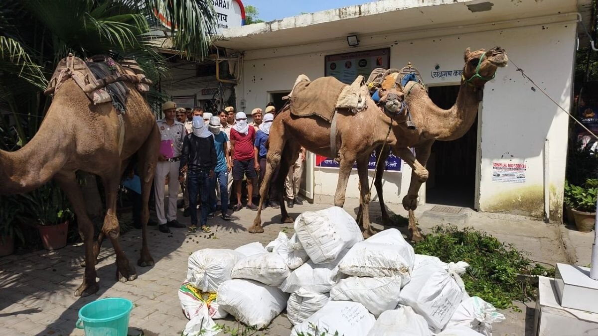ऊंट के जरिए हो रही थी हरियाणा में बनी शराब की तस्करी, जंगल के रास्ते खेप लेकर पहुंचते थे दिल्ली