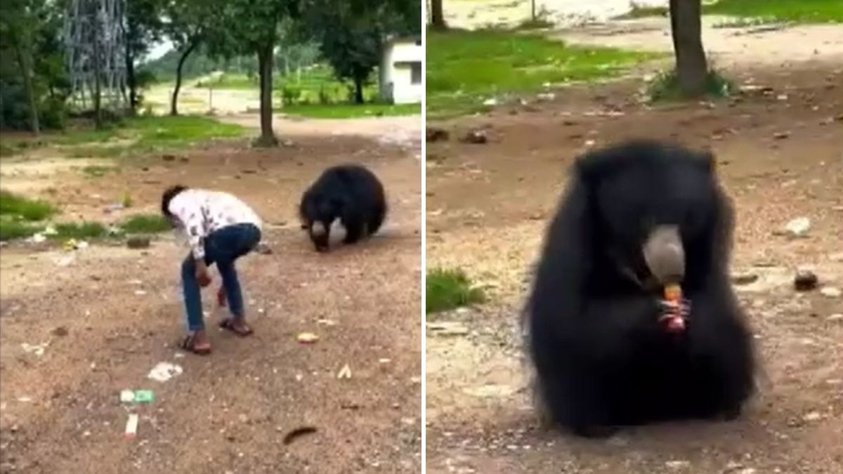 युवक ने भालू को पिलाई कोल्ड ड्रिंक. (Photo: Screengrab)