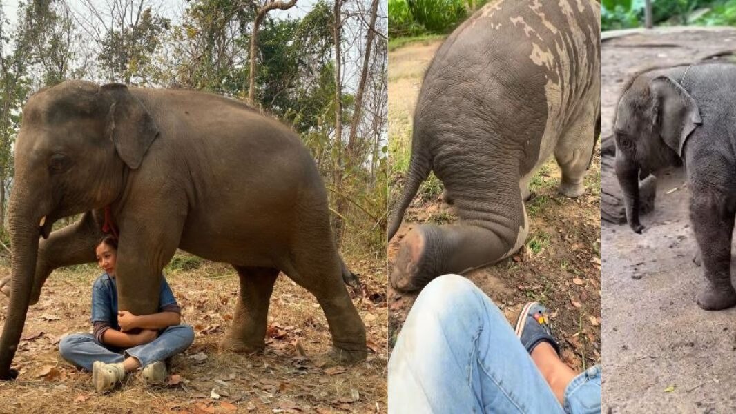 केयरटेकर की गोद में बैठने की कोशिश कर रहा था हाथी का बच्चा, इंटरनेट पर वीडियो वायरल