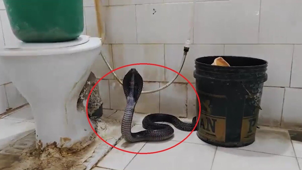 हॉस्टल के बाथरूम में बैठा कोबरा. (Photo: Screengrab)