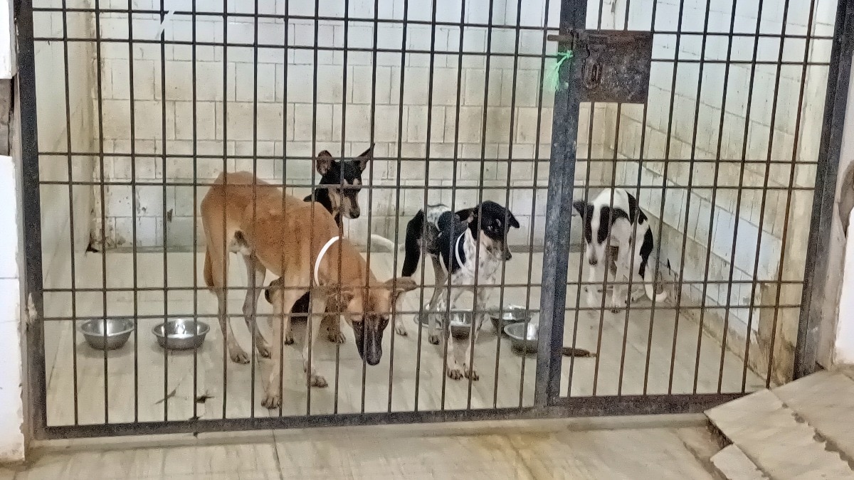 New rules for stray dogs in UP (PHOTO- ITG)