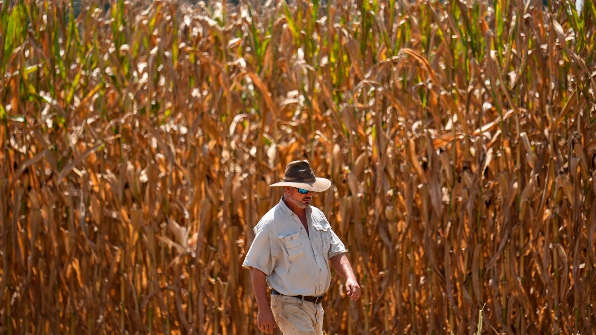 भारत को मक्का बेचने के लिए इतना बेचैन क्यों है अमेरिका? कहीं इथेनॉल की रेस वजह तो नहीं