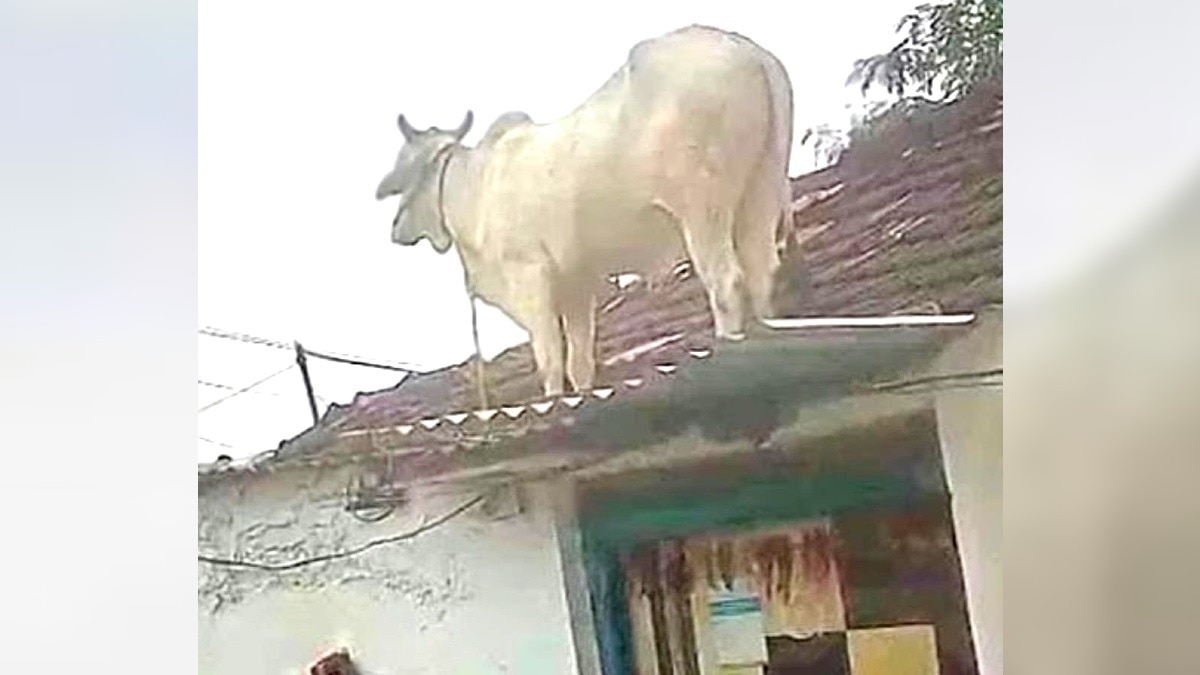 गली के कुत्तों से बचने के लिए छत पर चढ़ा सांड.(Photo:ITG)