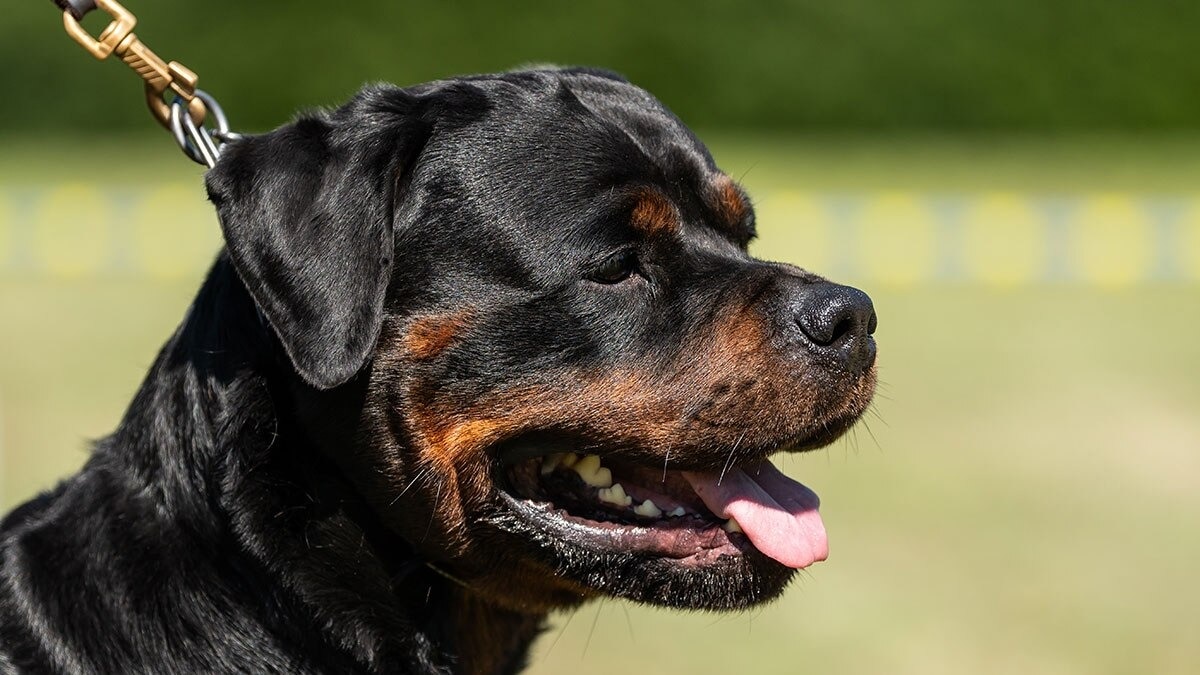 पार्किंग विवाद में कुत्तों से कटवाया. (Photo: Representational )