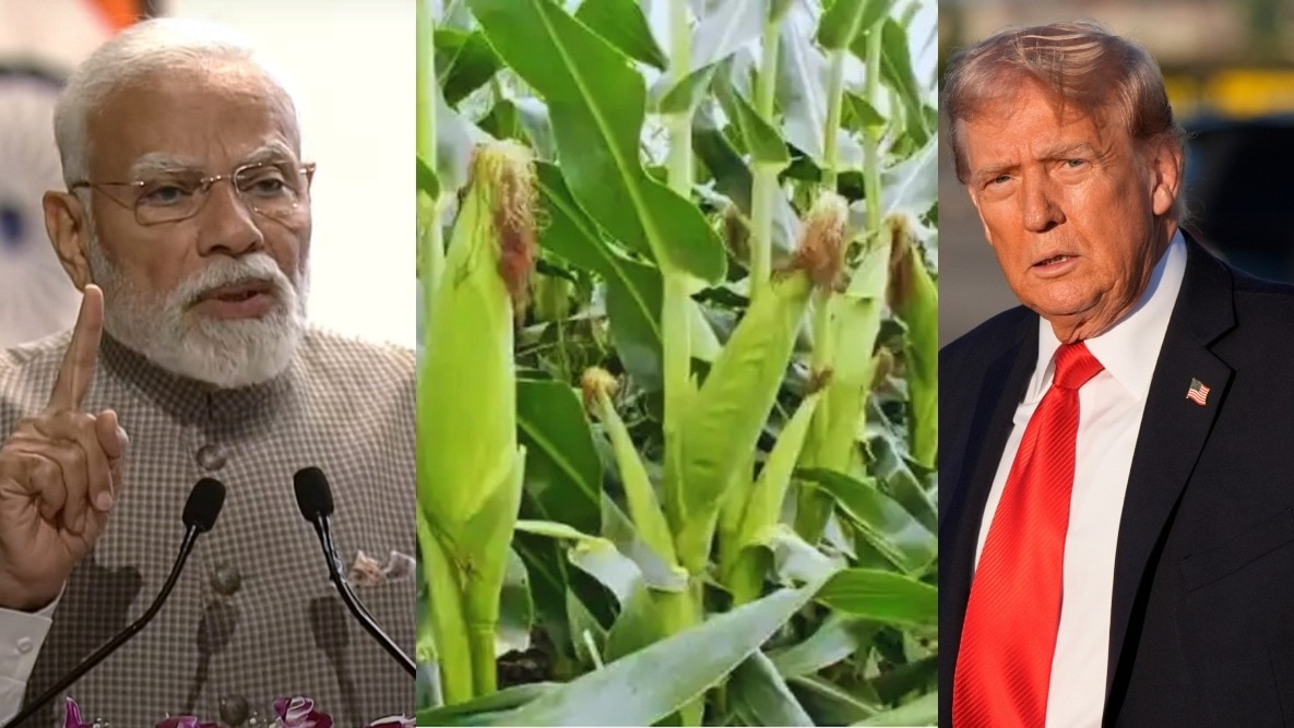 भारत क्‍यों नहीं खरीदता अमेरिकी मक्‍का? (Photo: File/ITG)