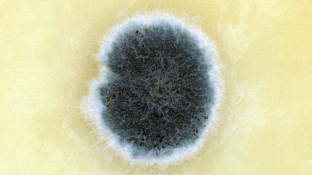 virus inside fungus