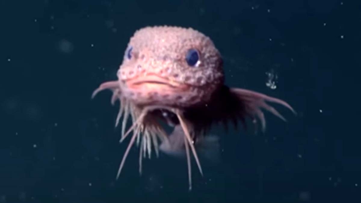 Bumpy cute pink fish