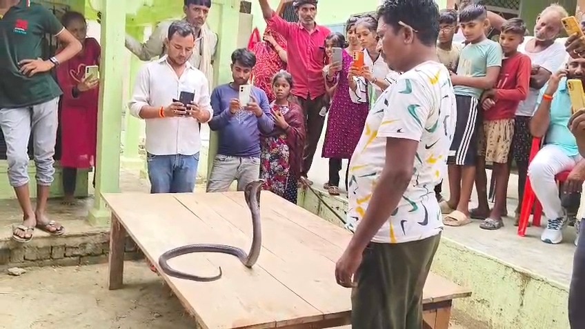 5 घंटे के बाद पकड़ा गया सांप (Photo: Akhilesh Kumar/ITG)