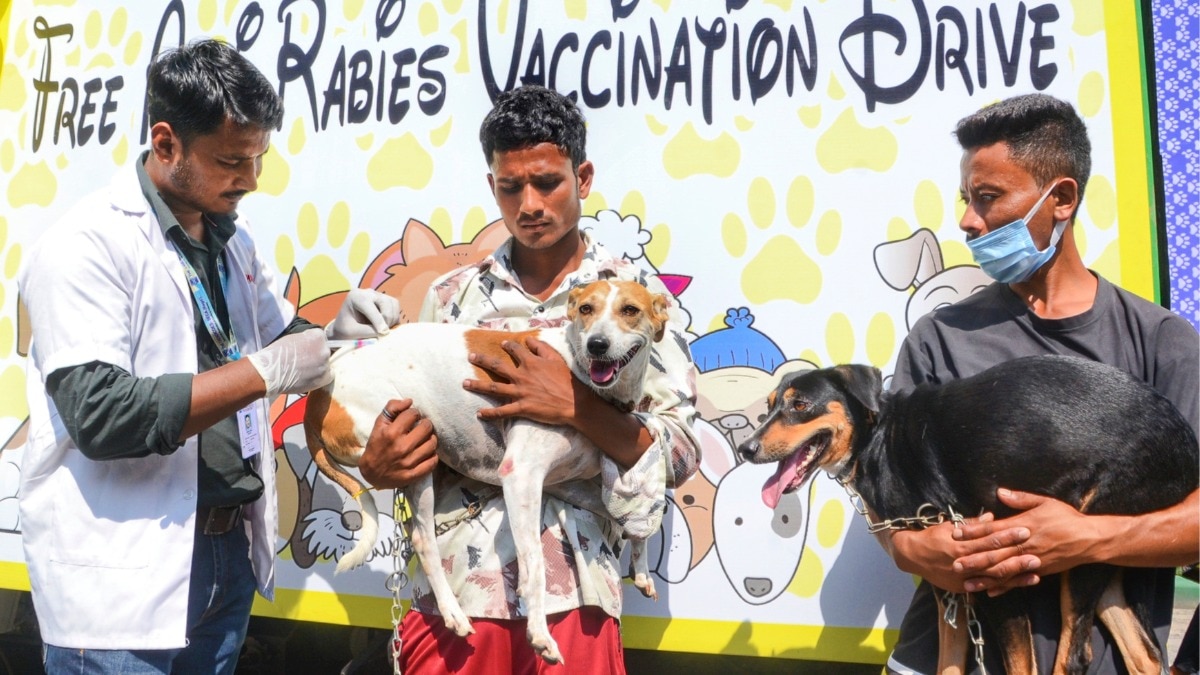 अब दिल्ली में हर पालतू कुत्ते का होगा पंजीकरण और रेबीज़ टीकाकरण (Photo: PTI)