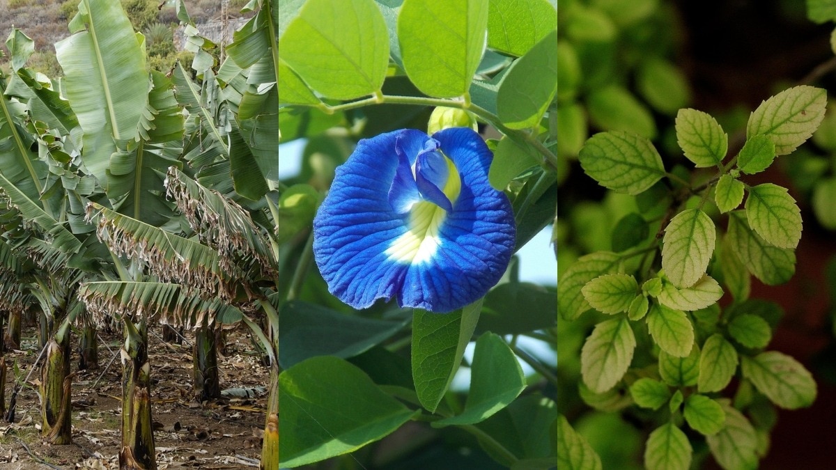 Shardiya Navratri 2025: नवरात्र में घर पर लगाएं ये शुभ पौधे, धन-धान्य में होगी वृद्धि