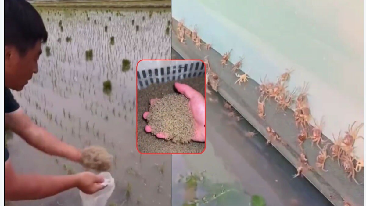 केकड़ों की मल से चावल की फसल को फायदा मिलता है (Photo: X/@Natie2Natie)