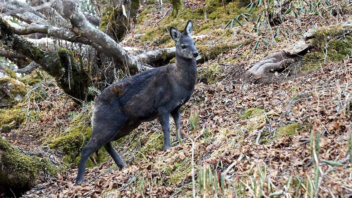 Himalayan Musk Deer RTI