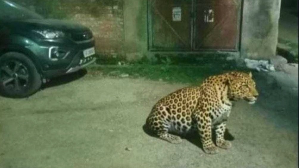 Leopard in Lucknow city (Photo- ITG)