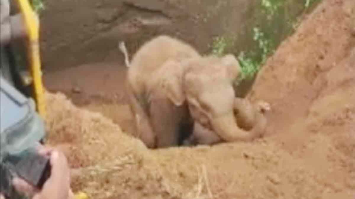 An elephant and her baby fell into an open well