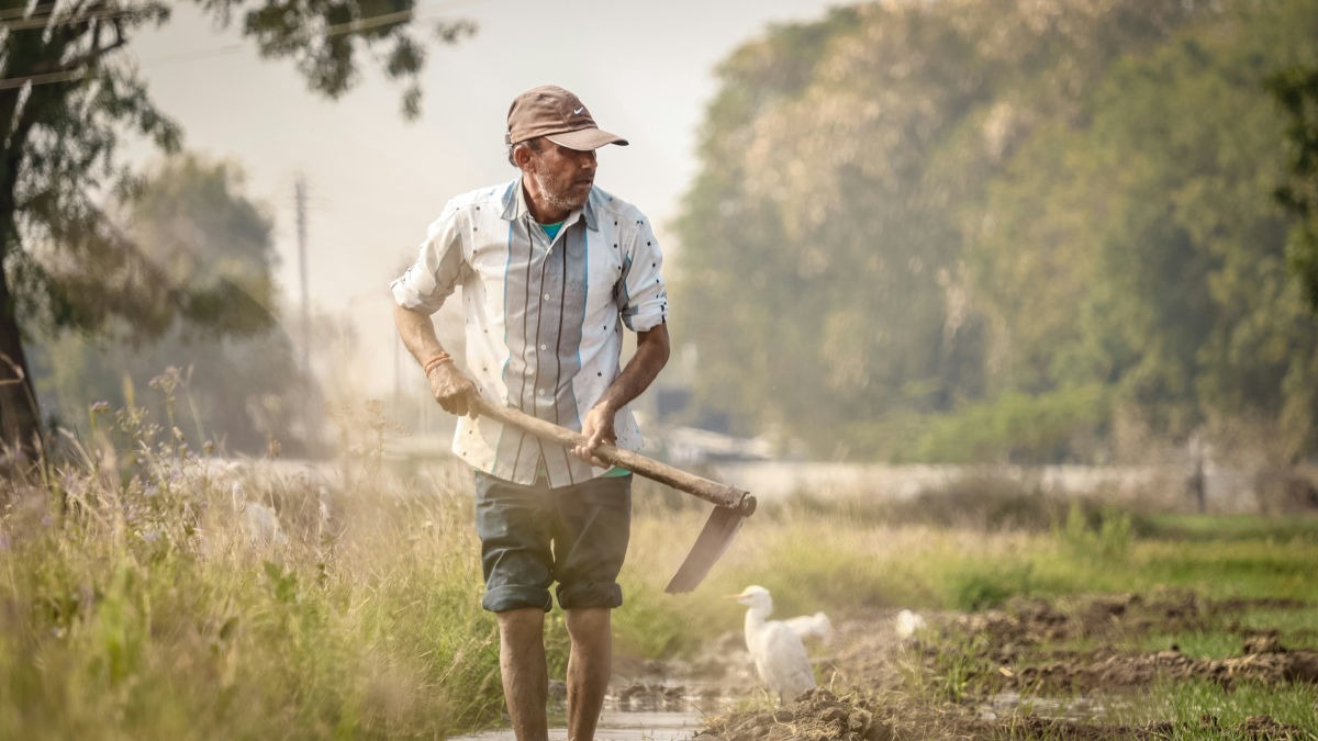 यूपी के किसान को एक बीज मिनीकिट मिल सकेगा (Photo: Unsplash)