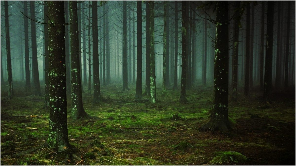 First ANimal on Earth