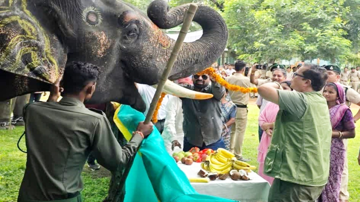 पहले पानी में मस्ती, फिर तेल मालिश और डाइट के हिसाब से मस्त खाना… यहां हाथियों की बल्ले-बल्ले – Hathi mahotsav shubharambh conservation lcln