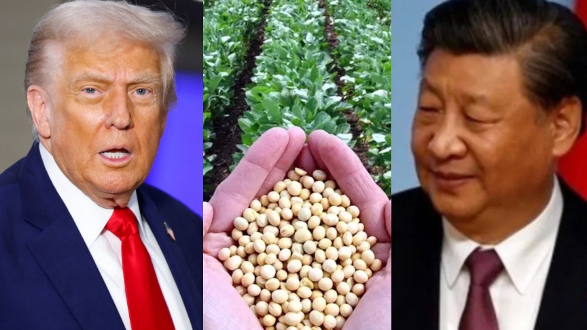 'सोयाबीन' बनी Trump के लिए सिरदर्द... चीन की रोक से संकट में अमेरिकी किसान, तगड़ा नुकसान