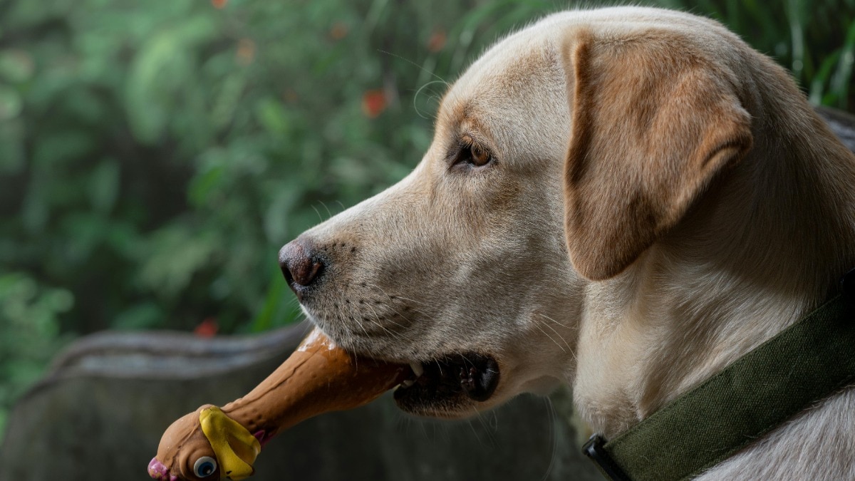 महिला को अंदाज़ा भी नहीं था कि पालतू कुत्ते अचानक झपटा मार सकते हैं: (सांकेतिक तस्वीर-Pexel)