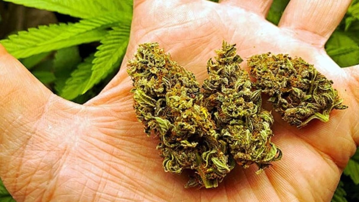 हैदराबाद में 6 करोड़ रुपये से ज्यादा का गांजा जब्त. (Photo: Representational )