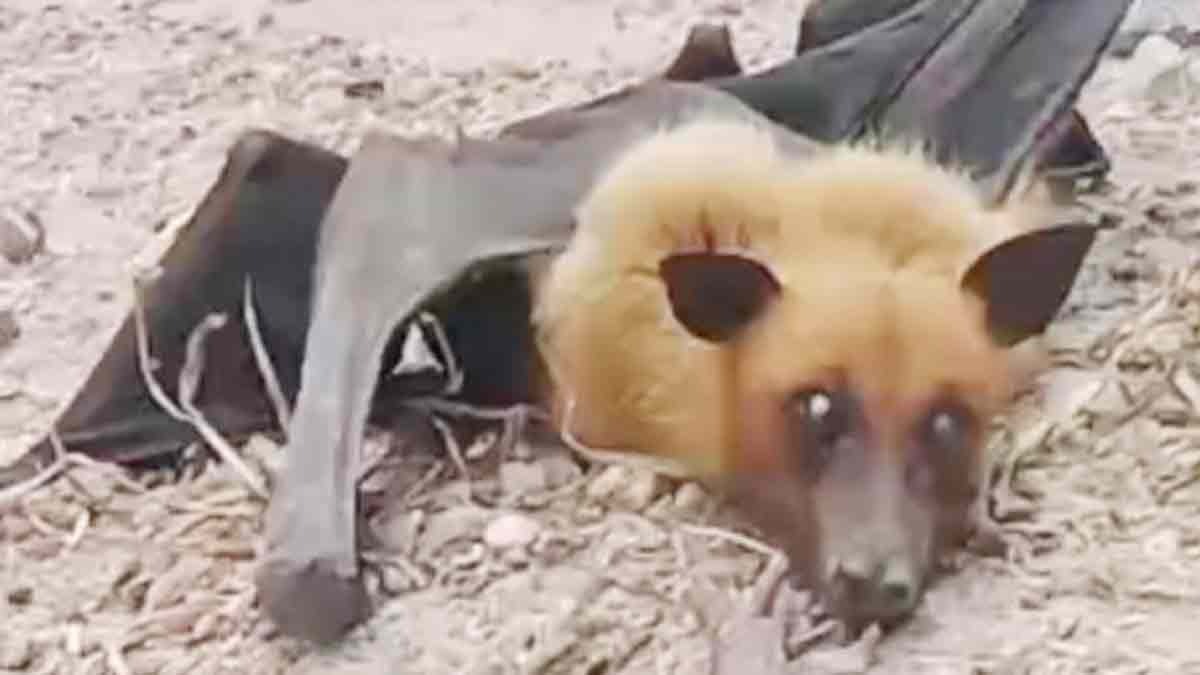 A bat with a 5-foot-wide wingspan was seen in the Shahpura area