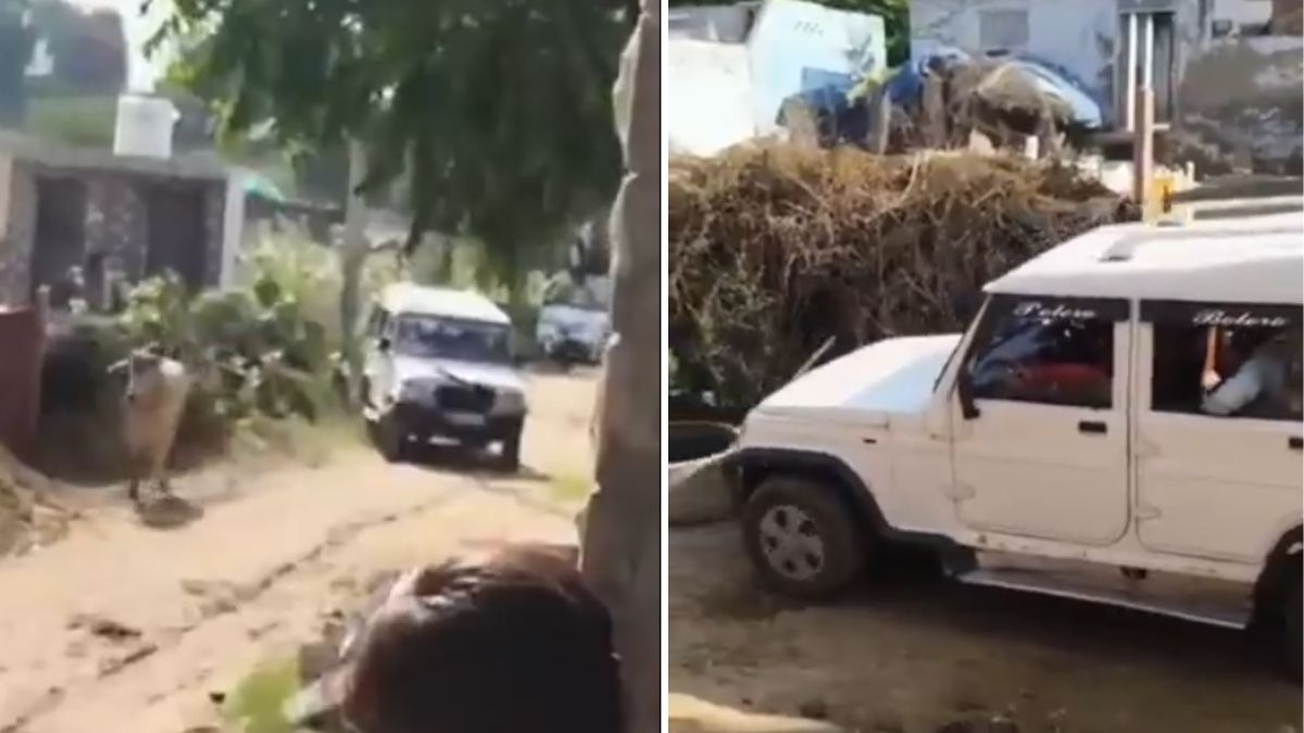 सांड को बोलेरो से कुचलकर मार डाला. (Photo: Screengrab)