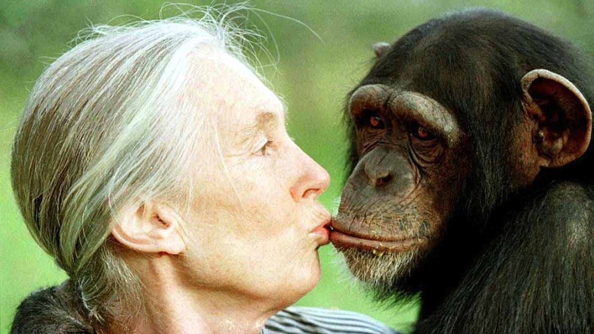 chimpanzee expert Jane Goodall