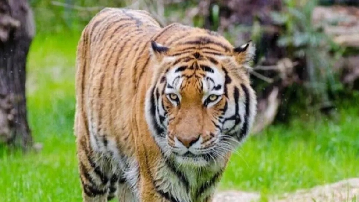 tiger