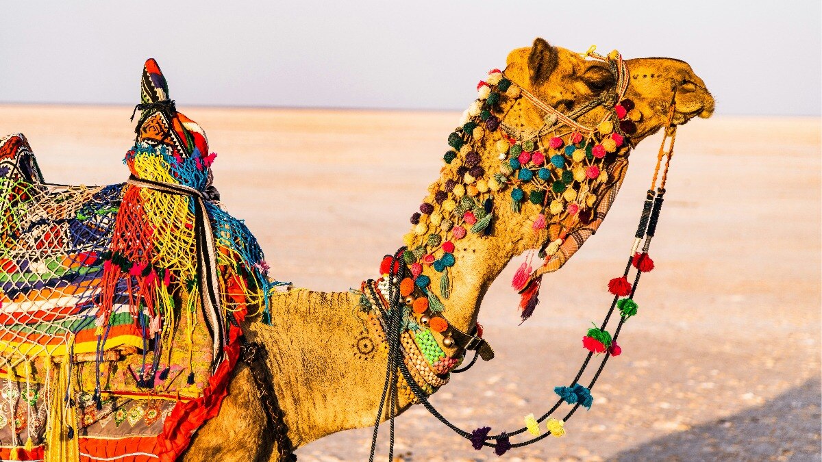 IRCTC के टूर पैकेज में कच्छ और भुज घूमने का मौका, जानें कितने रुपये होंगे खर्च