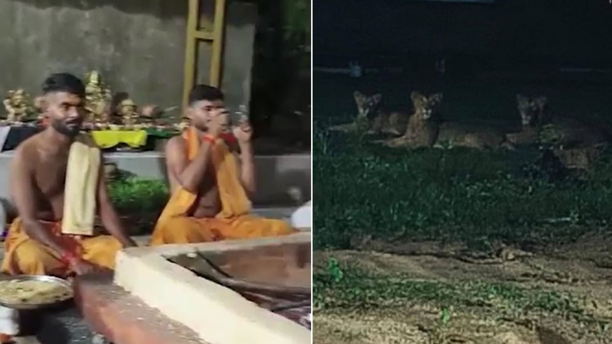 हवन के बीच मंदिर में आ गए तीन शेर. (Photo: Screengrab)