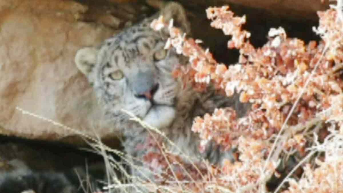 Snow leopard numbers increase