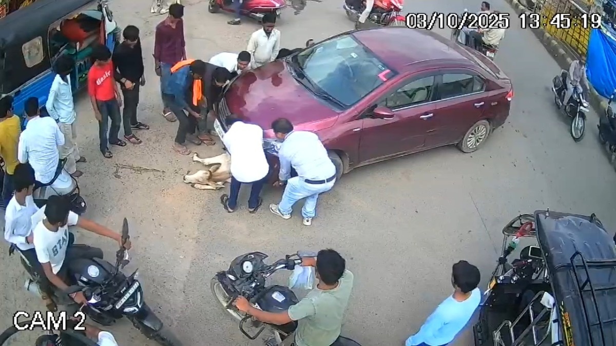 कार के नीचे आया बछड़ा (Photo: Screengrab)