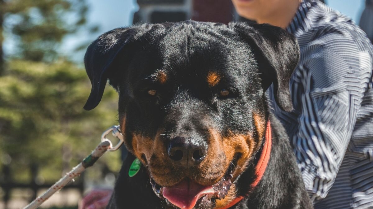 World Para Athletics Championships: दिल्ली के जवाहरलाल नेहरू स्टेडियम में 2 विदेशी कोचों को कुत्तों ने काटा