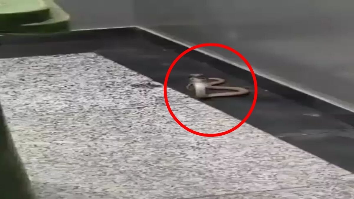 लिफ्ट में फन फैलाए बैठा था कोबरा. (Photo: Screengrab)