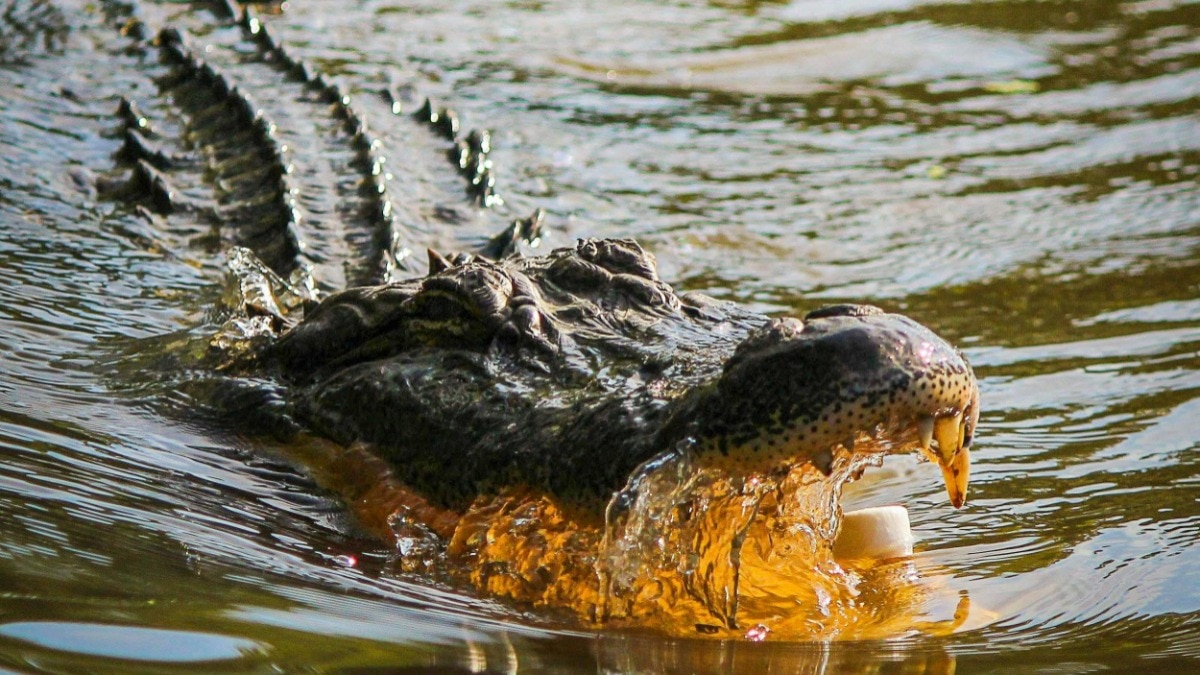 odisha-woman-dragged-by-crocodile-while-bathing-in-river
