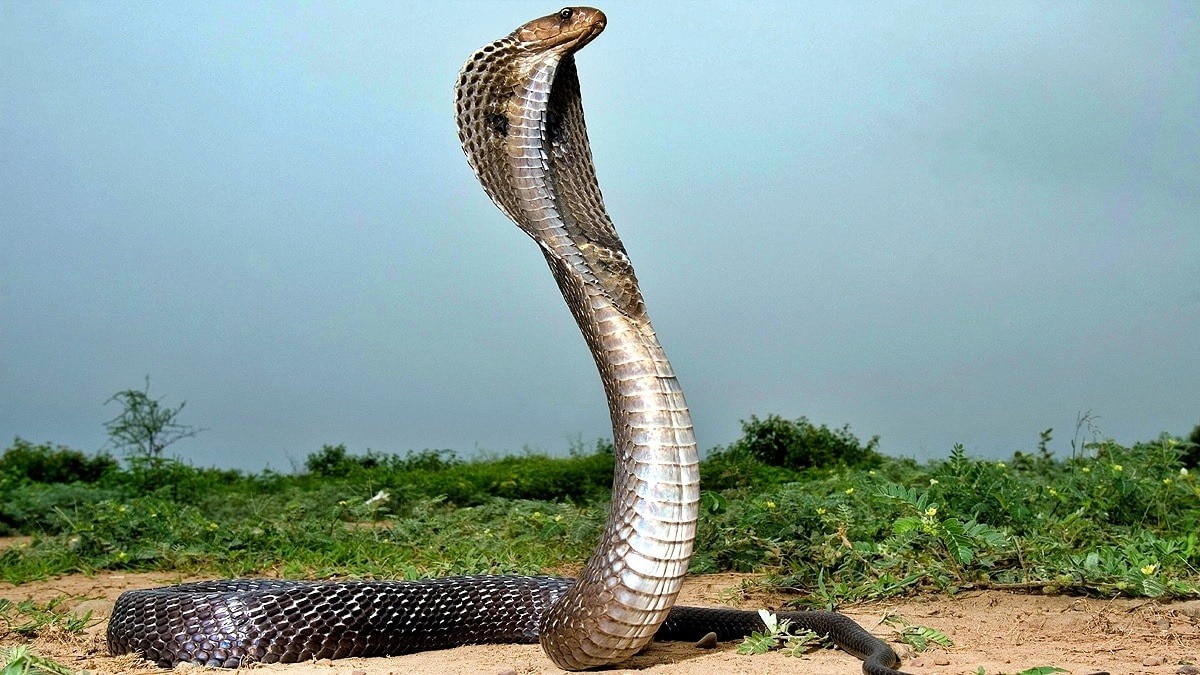 Pet dog encounters snake in Mirzapur (representational photo)