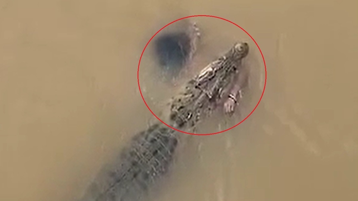 Crocodile drags woman