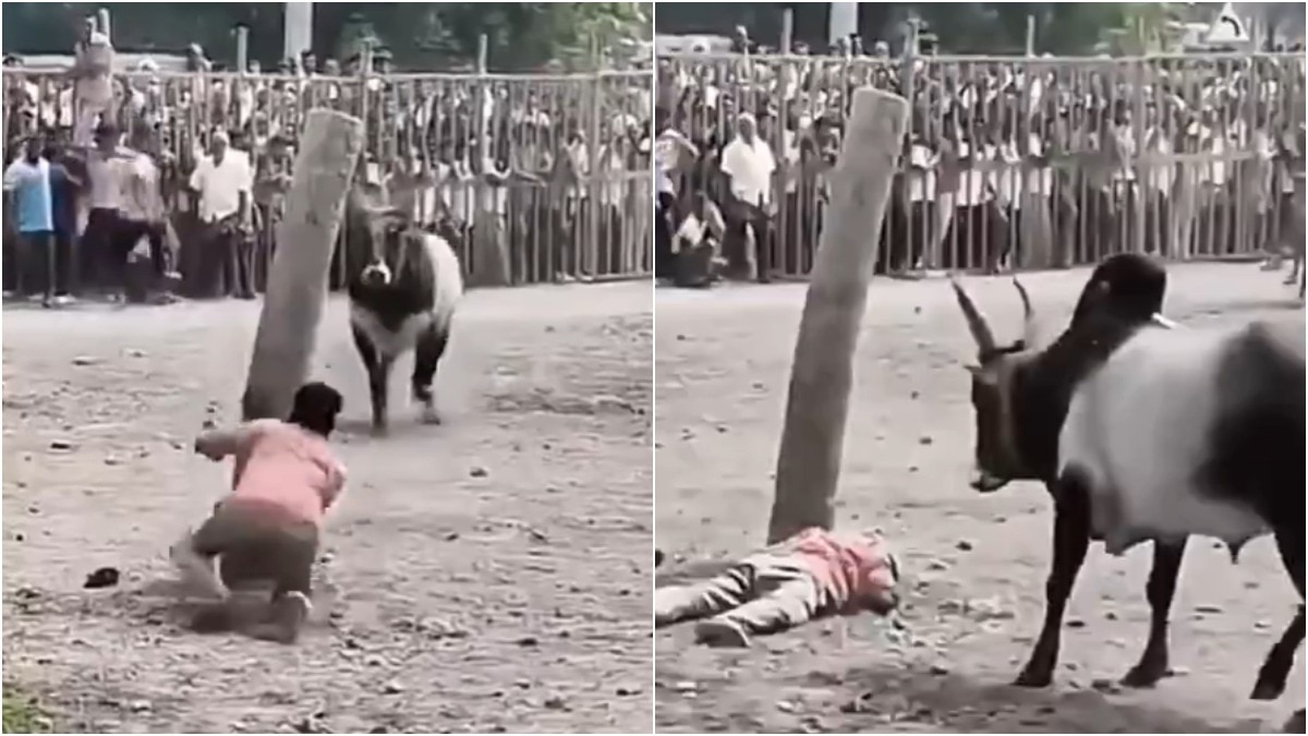 Bull attack on man