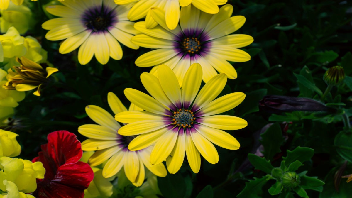 NSC के सीड्स कॉम्बो से आप तीन किस्म के फूल उगा सकते हैं (Photo: Unsplash)