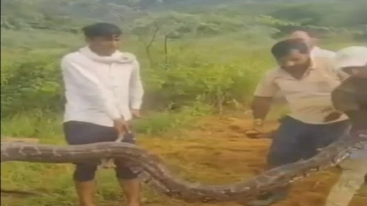 अजगर को बाद में रेस्क्यू किया गया. (Photo: Screengrab)