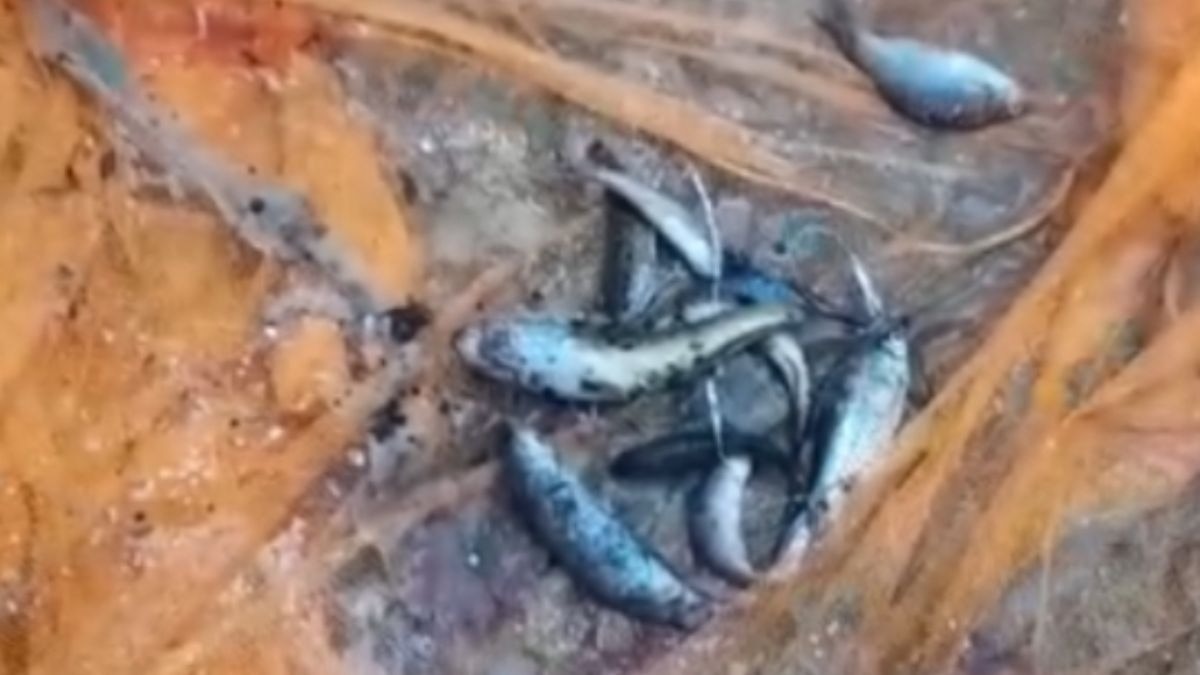 ट्यूबवेल से निकल रहीं मछलियां. (Photo: Screengrab)