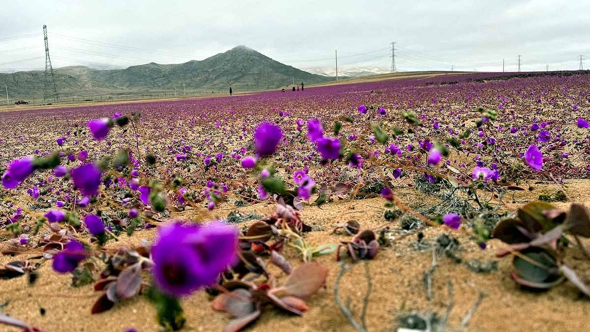 chile atacama desert flower