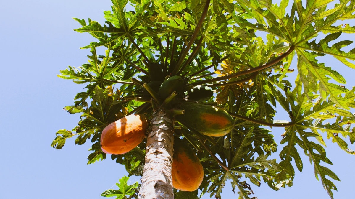 Red Glow Papaya