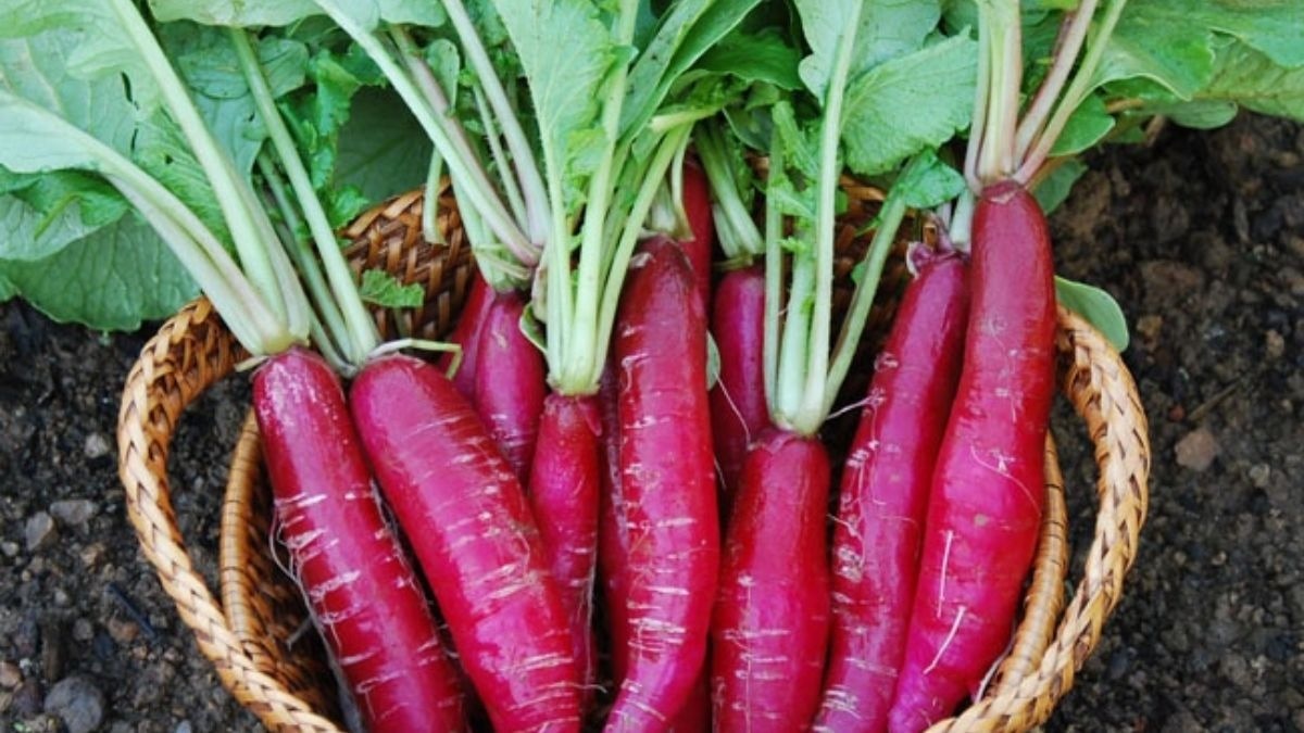 Cold weather is best for radish cultivation (Photo- ITG)