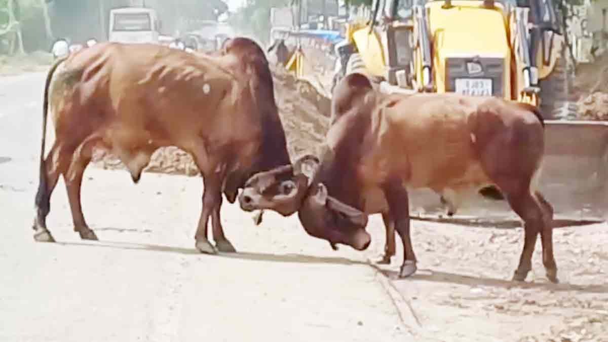  Bull fight seen on highway in Nadiad