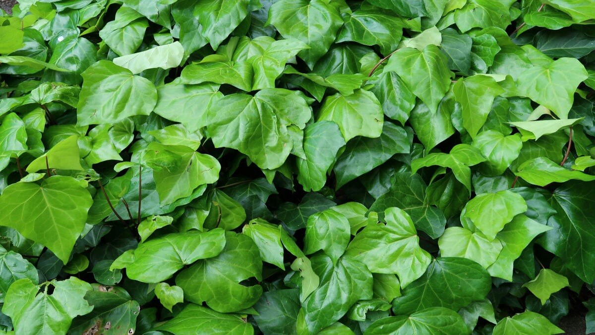 घर पर पत्तेदार सब्जी के बीज ऑनलाइन मंगा सकते हैं. (Photo: Unsplash)