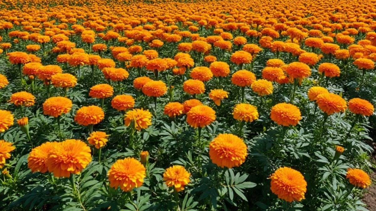 Marigold Flower Farming