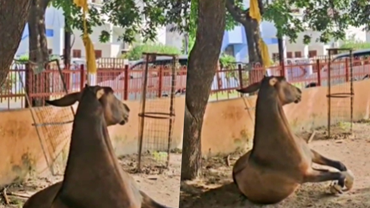 लखनऊ में खच्चर की हत्या (Photo- ITG)