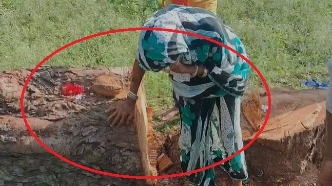 पेड़ कटने के बाद रोती बुजुर्ग महिला. (Photo: Screengrab)